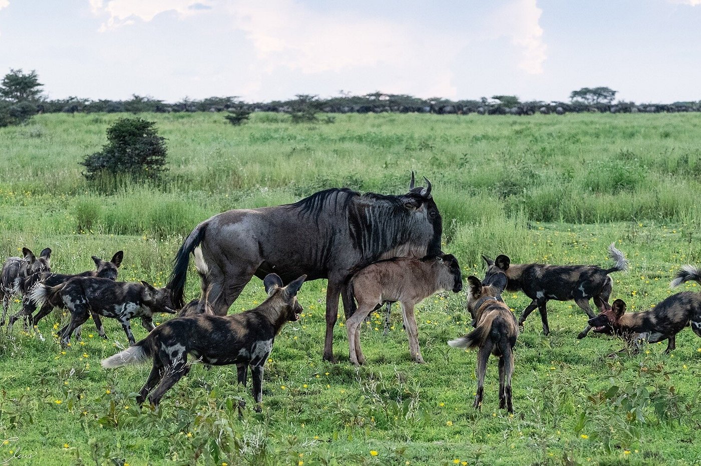 Understanding the Great Migration: Where to Be and When