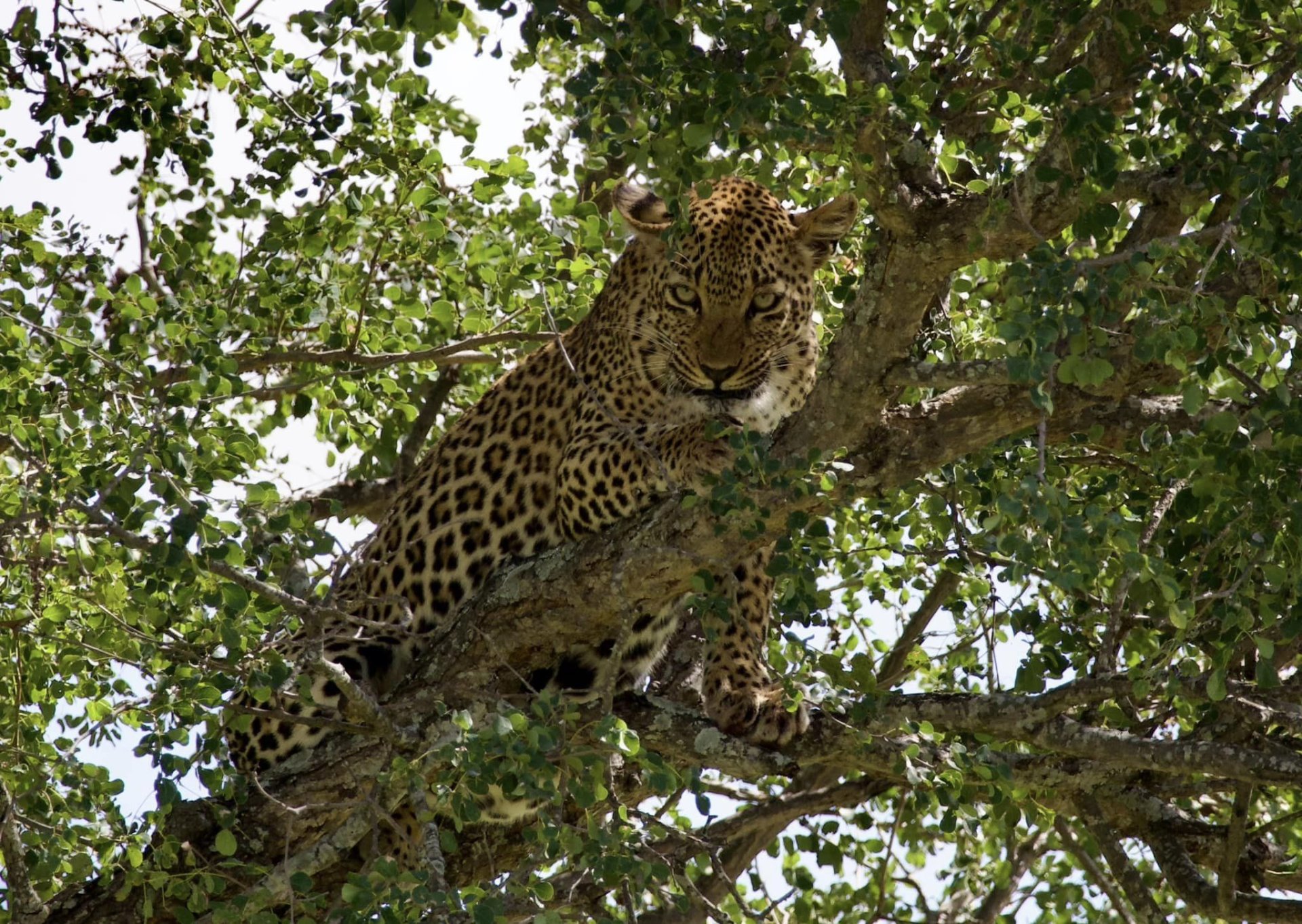 Best Time to Visit Tanzania: A Month-by-Month Safari Guide