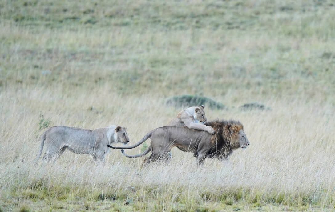 Group Joining Tanzania safari: six ways to travel together and split the cost.