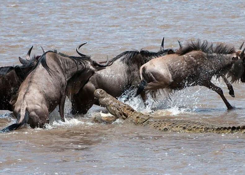 Understanding the Great Migration: Where to Be and When