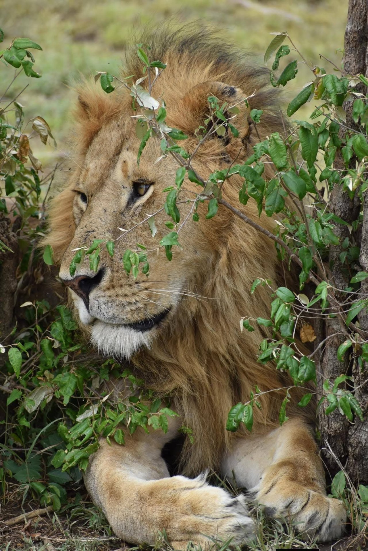 Ngorongoro Crater safari