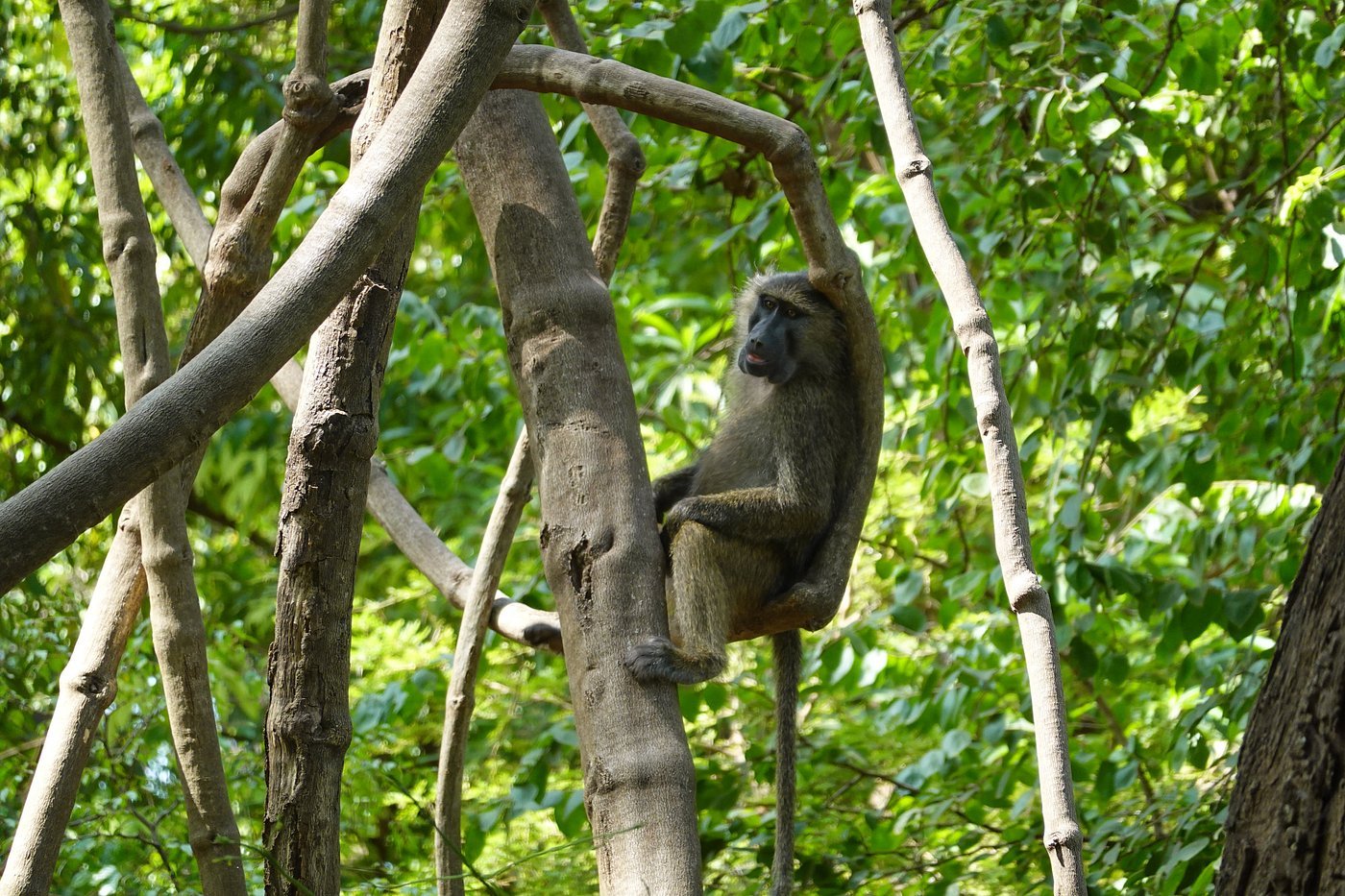Arusha National Park safari