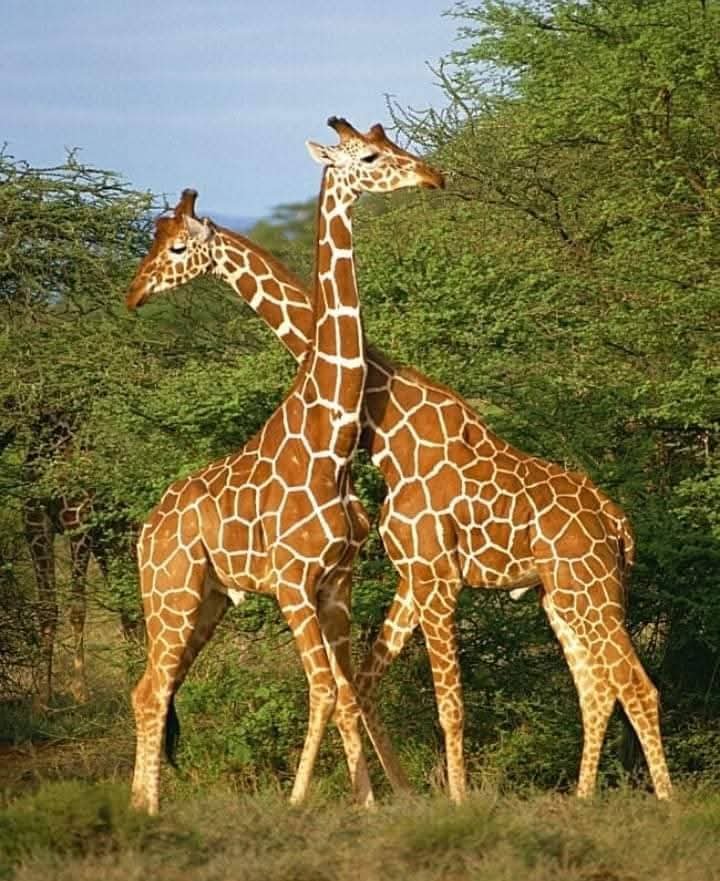 Mikumi National Park safari