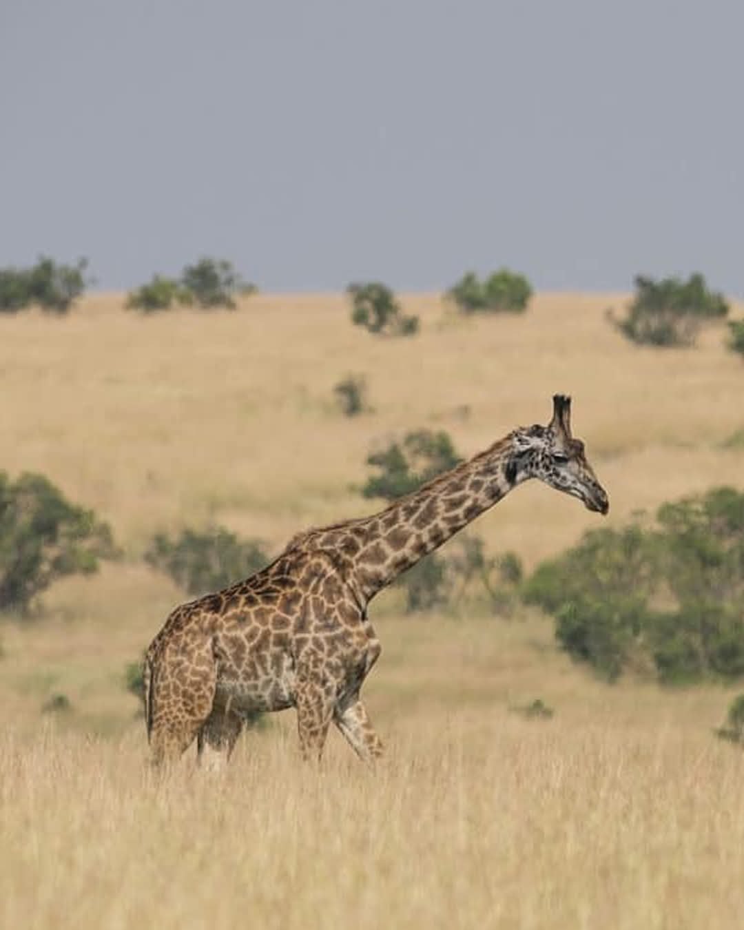 Mkomazi National Park