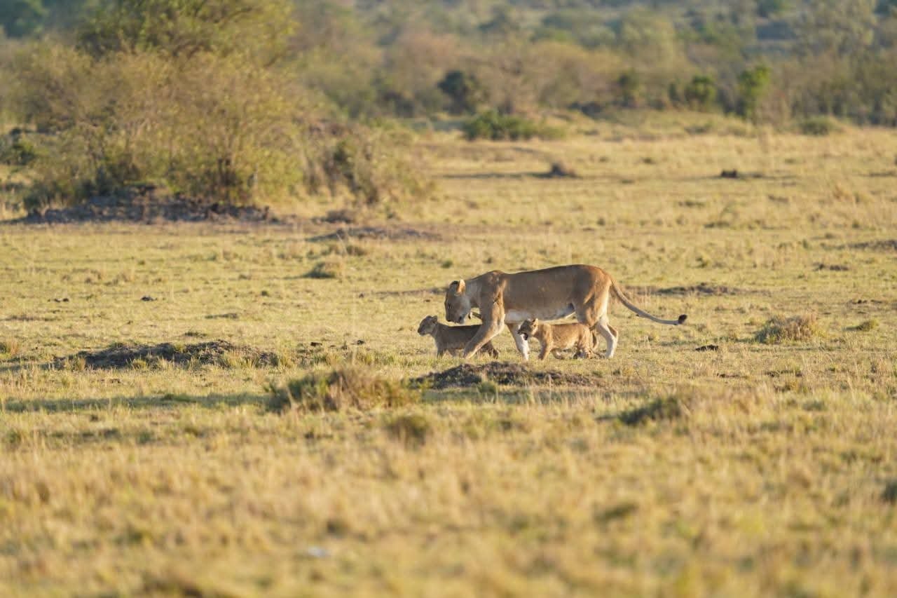 Ngorongoro Crater safari
