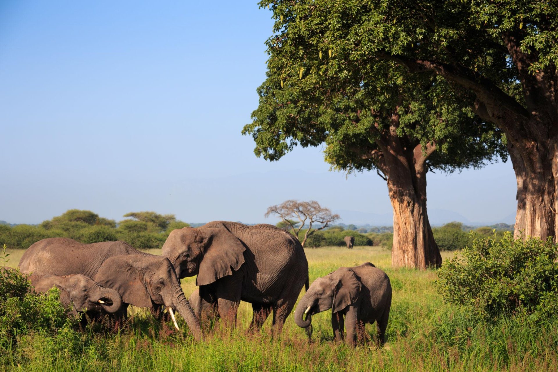 Tarangire National Park safari