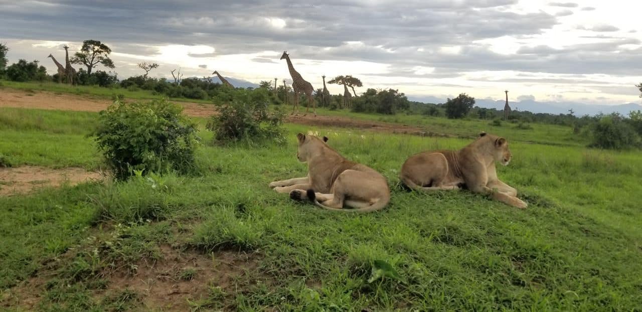 Lake Manyara National Park safari