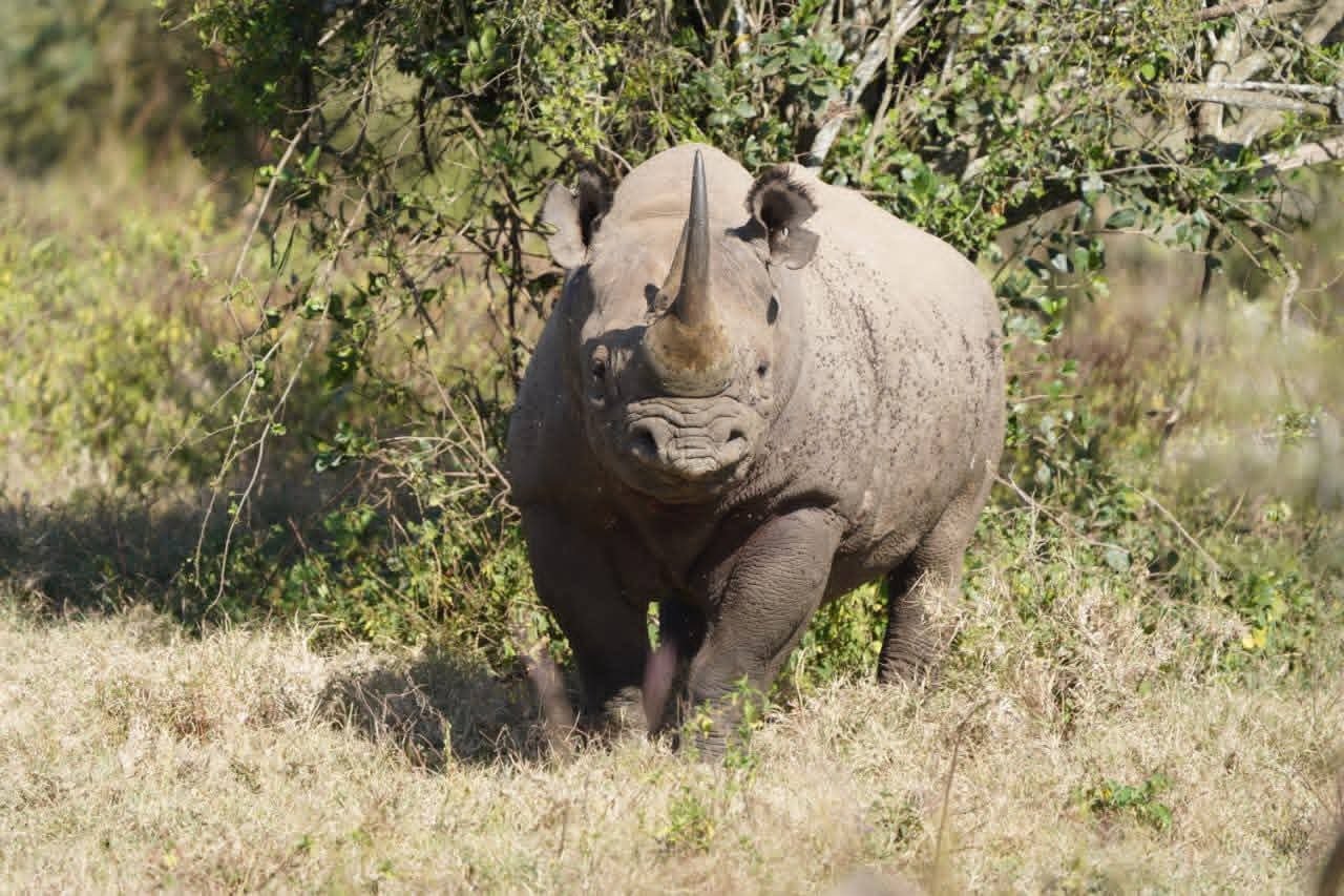 Ngorongoro Crater safari