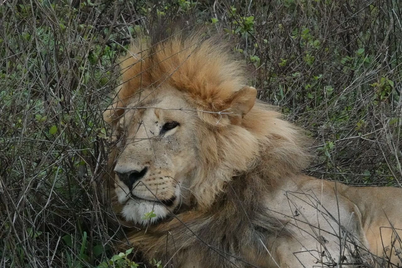 Lake Manyara National Park safari