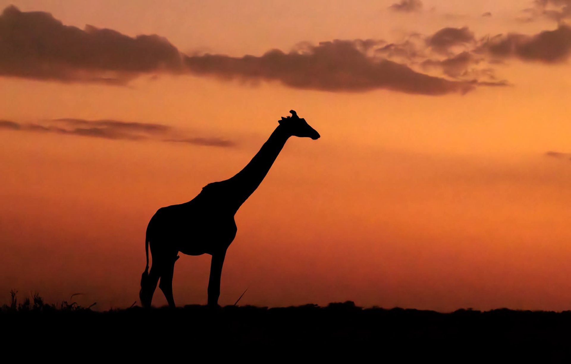 Nyerere National Park safari