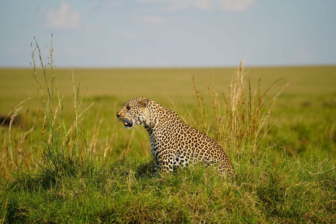 Ruaha National Park safari