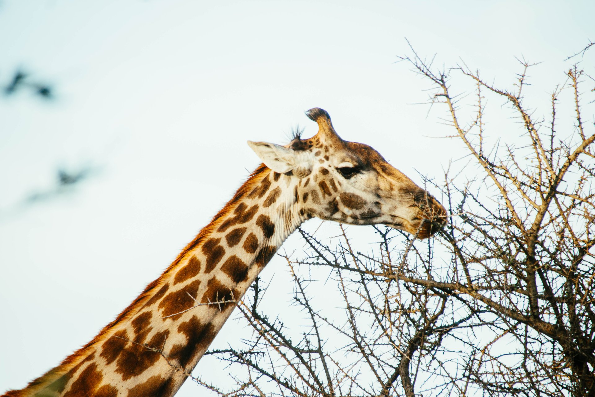 Mikumi National Park safari
