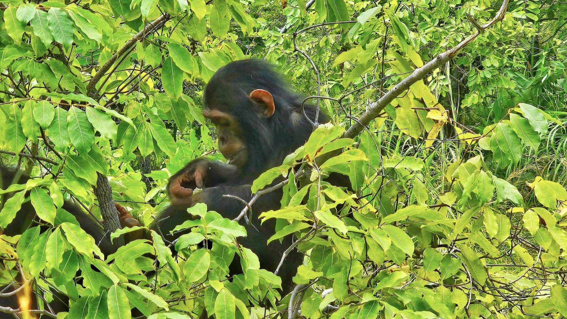 Gombe Stream National Park
