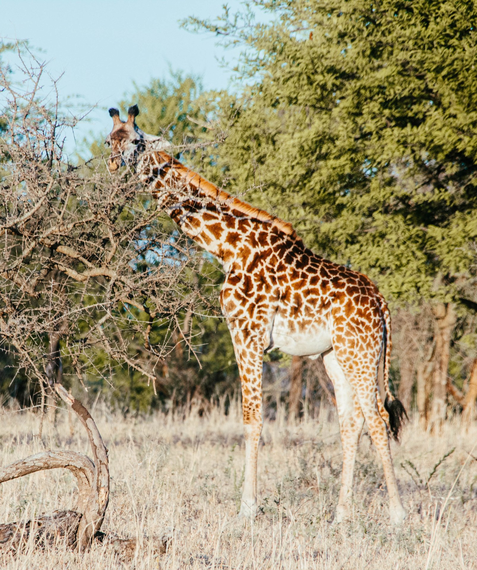 Mkomazi National Park