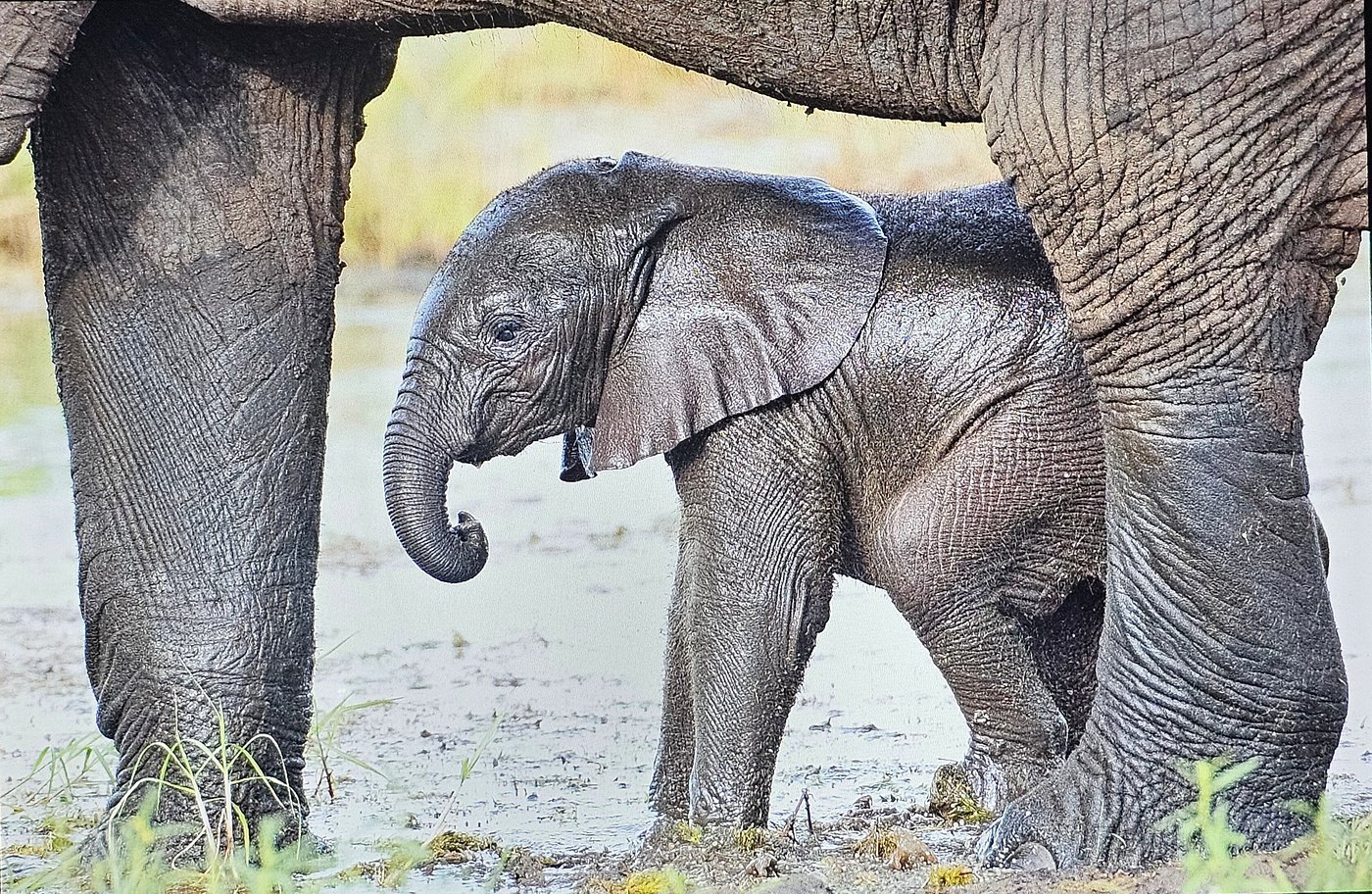 Big Five Safari tanzania