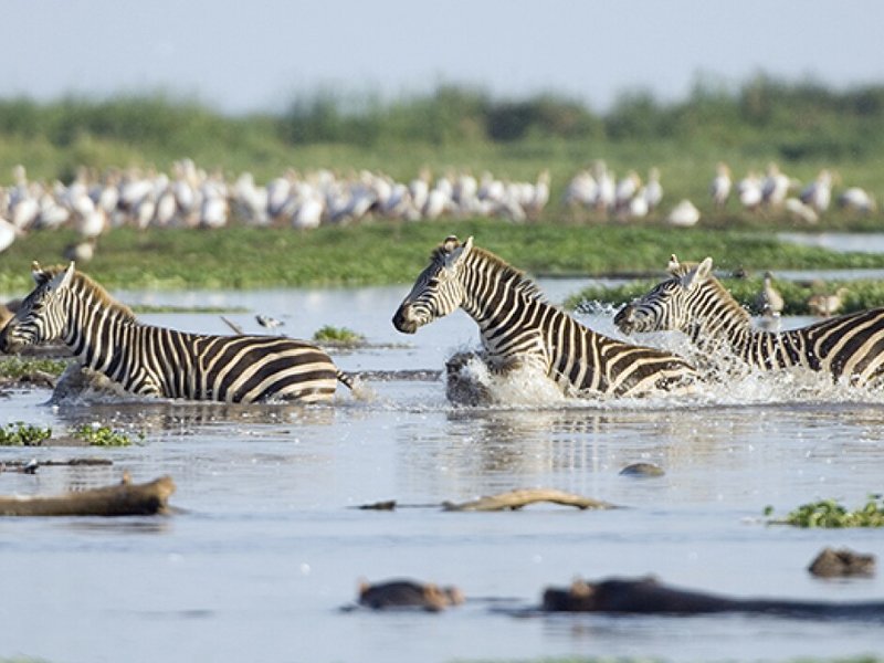 Safari Experiences in Tanzania
