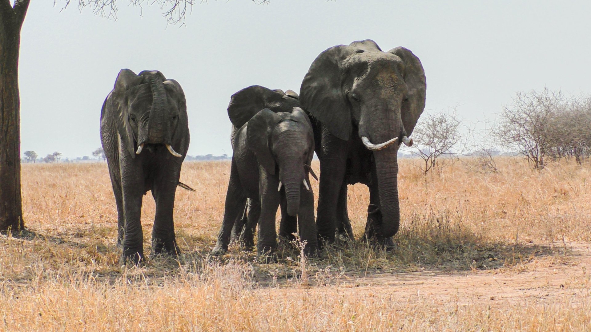 Tanzania Safari Destinations