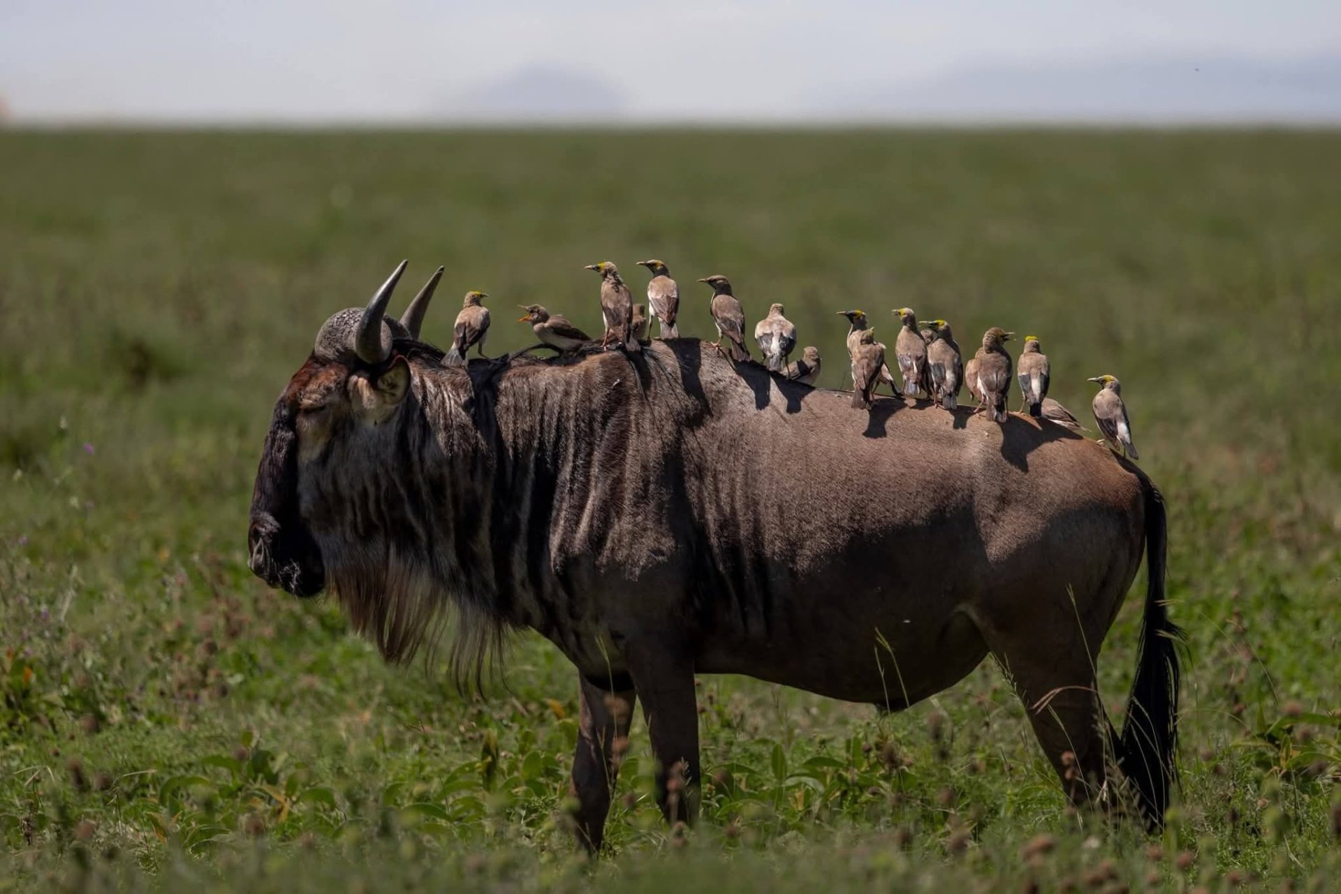 6-Day Calving Season Safari
