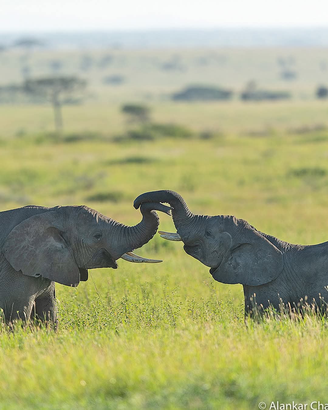 Tanzania Women-Only Wildlife, Culture & Zanzibar Escape