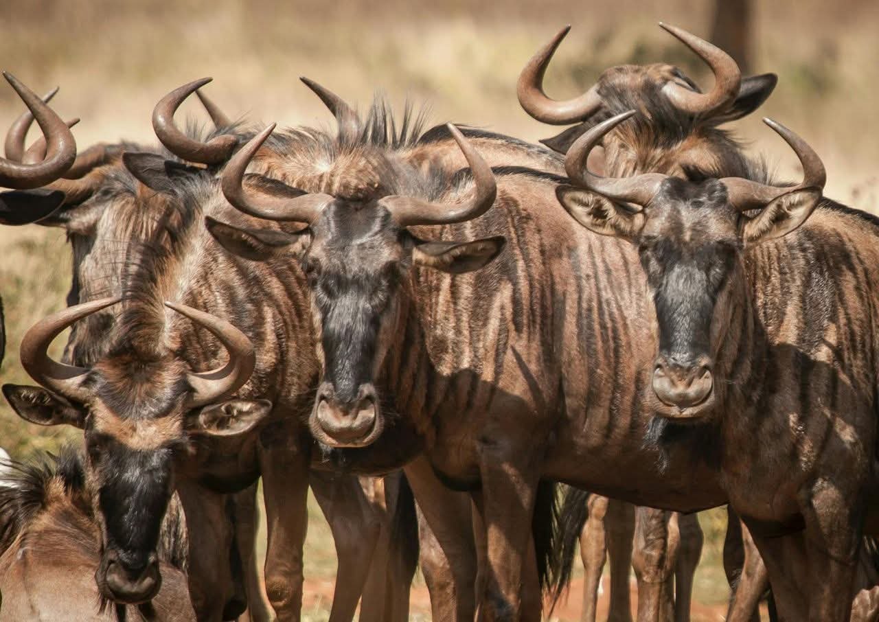 Great Migration Safari in Tanzania