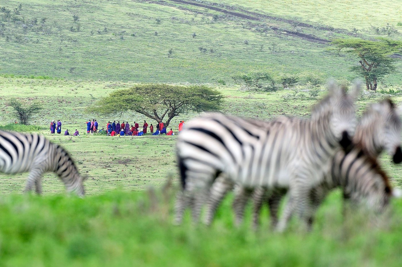 7 Day -Northern Circuit Classic Safari