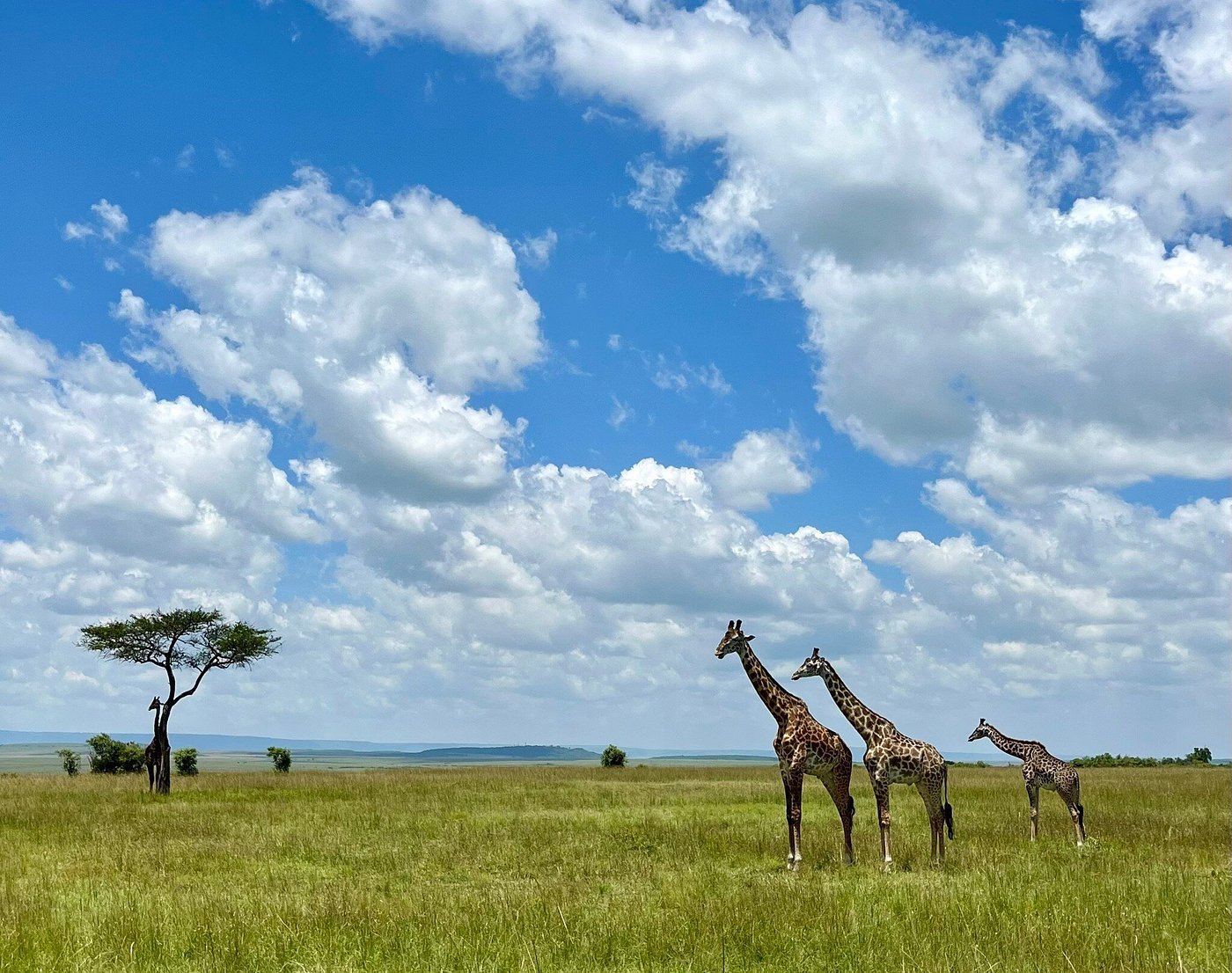 7-Day Southern Tanzania Safari