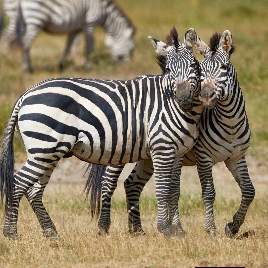 5 Days Tanzania Group Joining Safari – Low Season Special