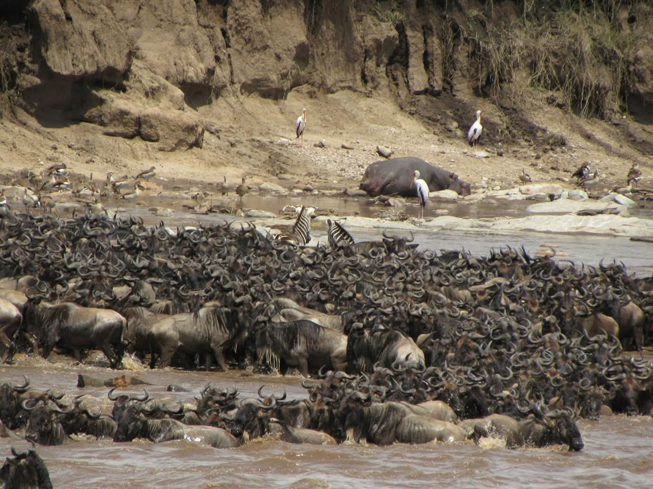 8 Day Great Migration Safari in Tanzania