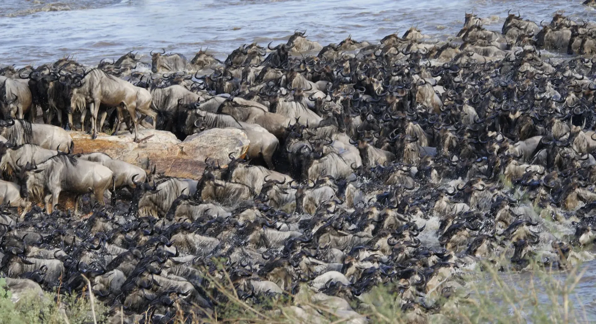 6-Day Calving Season Safari