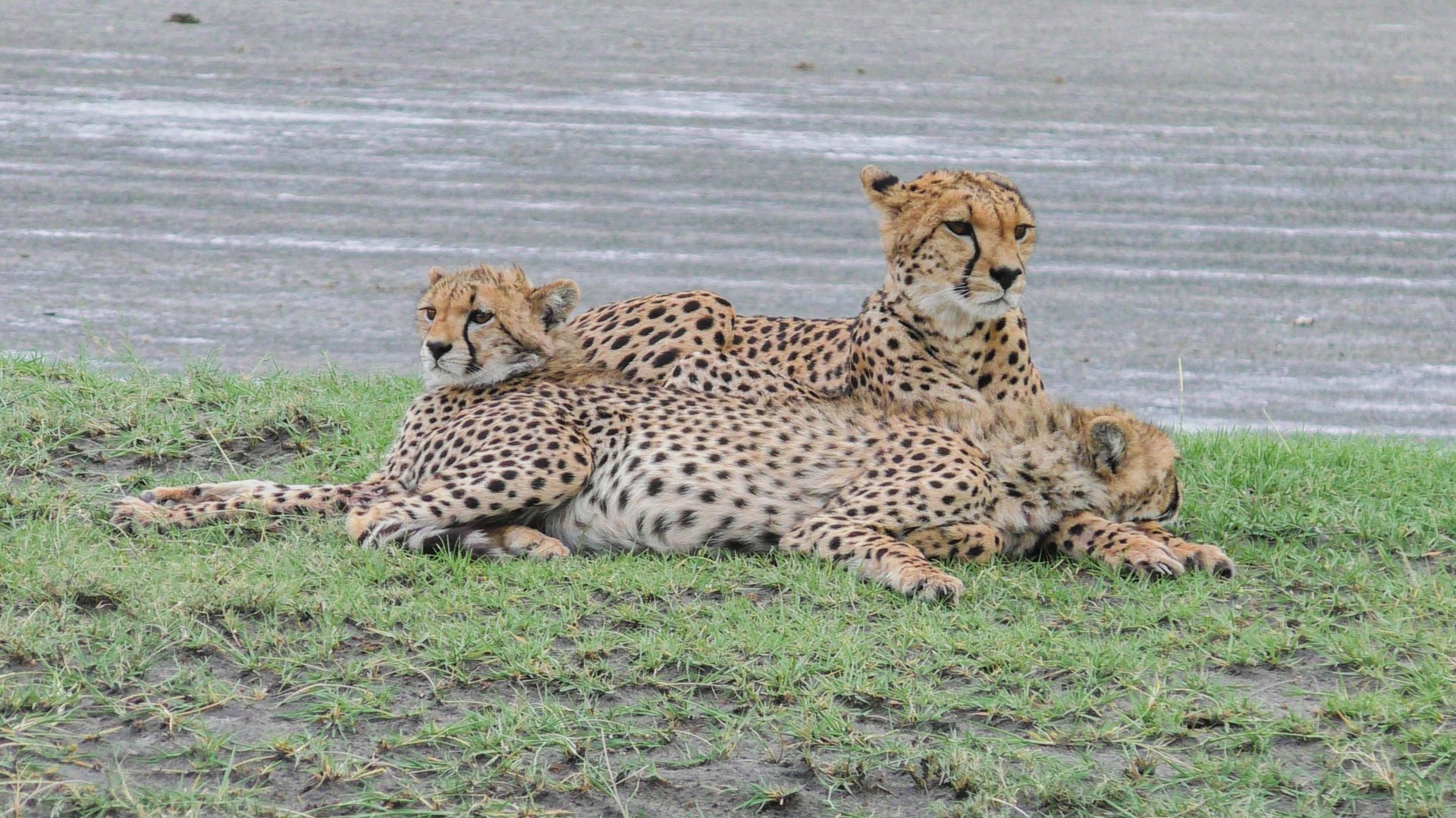 7 Day -Northern Circuit Classic Safari