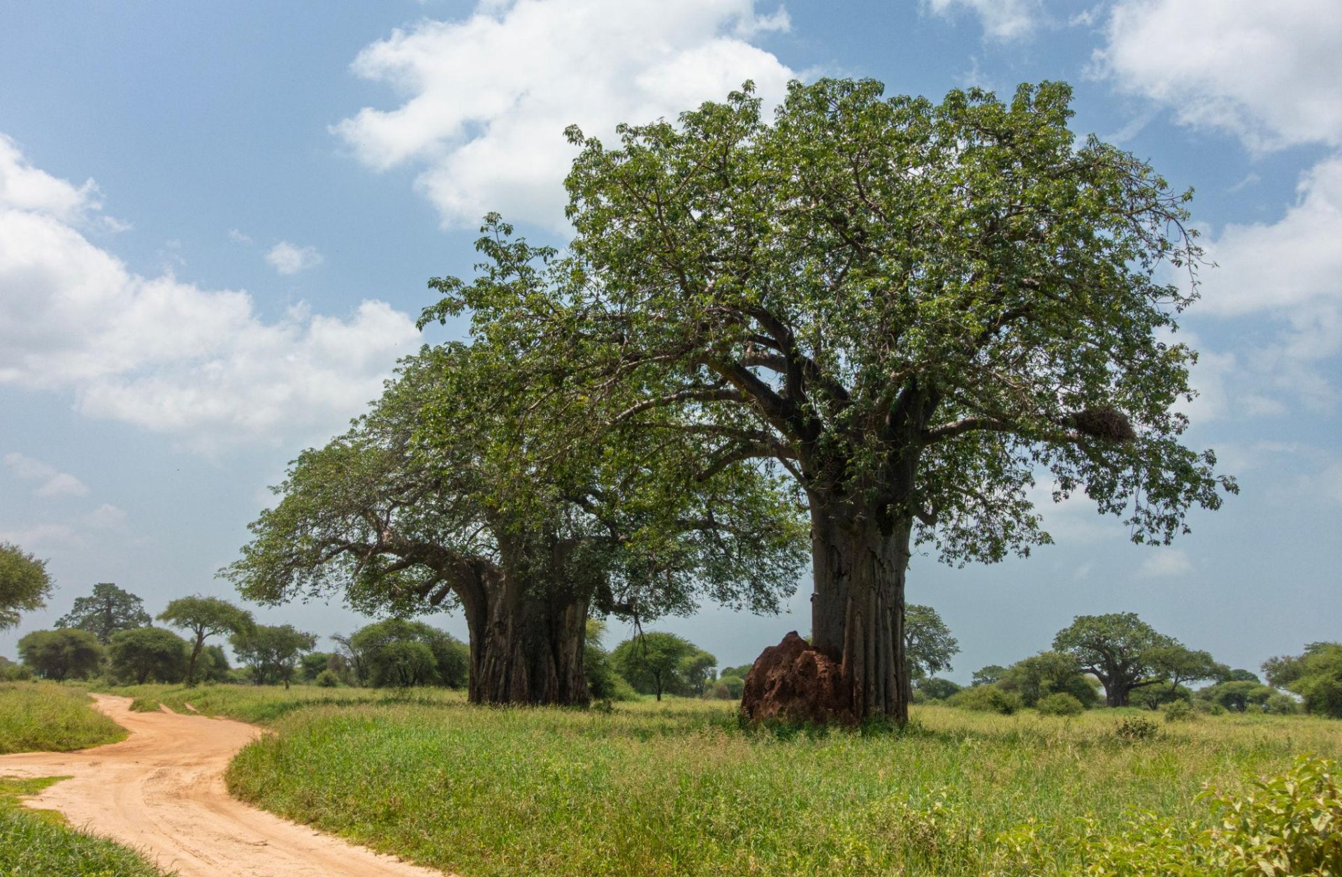 Tanzania Women-Only Wildlife, Culture & Zanzibar Escape