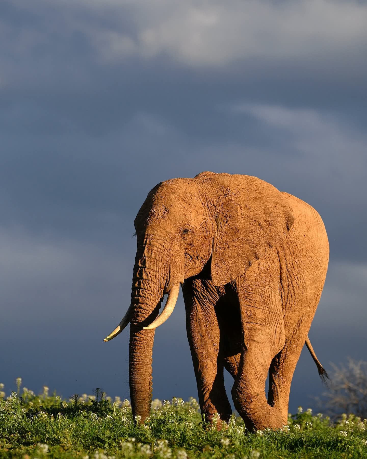 7-Day Southern Tanzania Safari