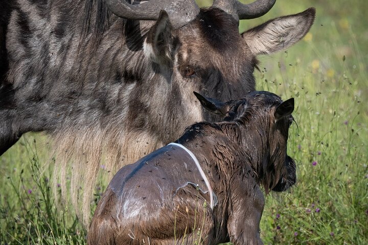 6-Day Calving Season Safari