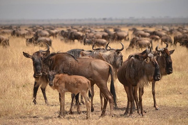 9-Day Tanzania Safari, Wildlife & Zanzibar Escape