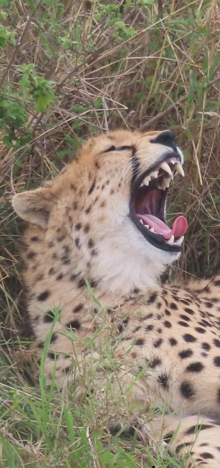 6-Day Group Joining Tanzania Safari 2027 - Photo 3