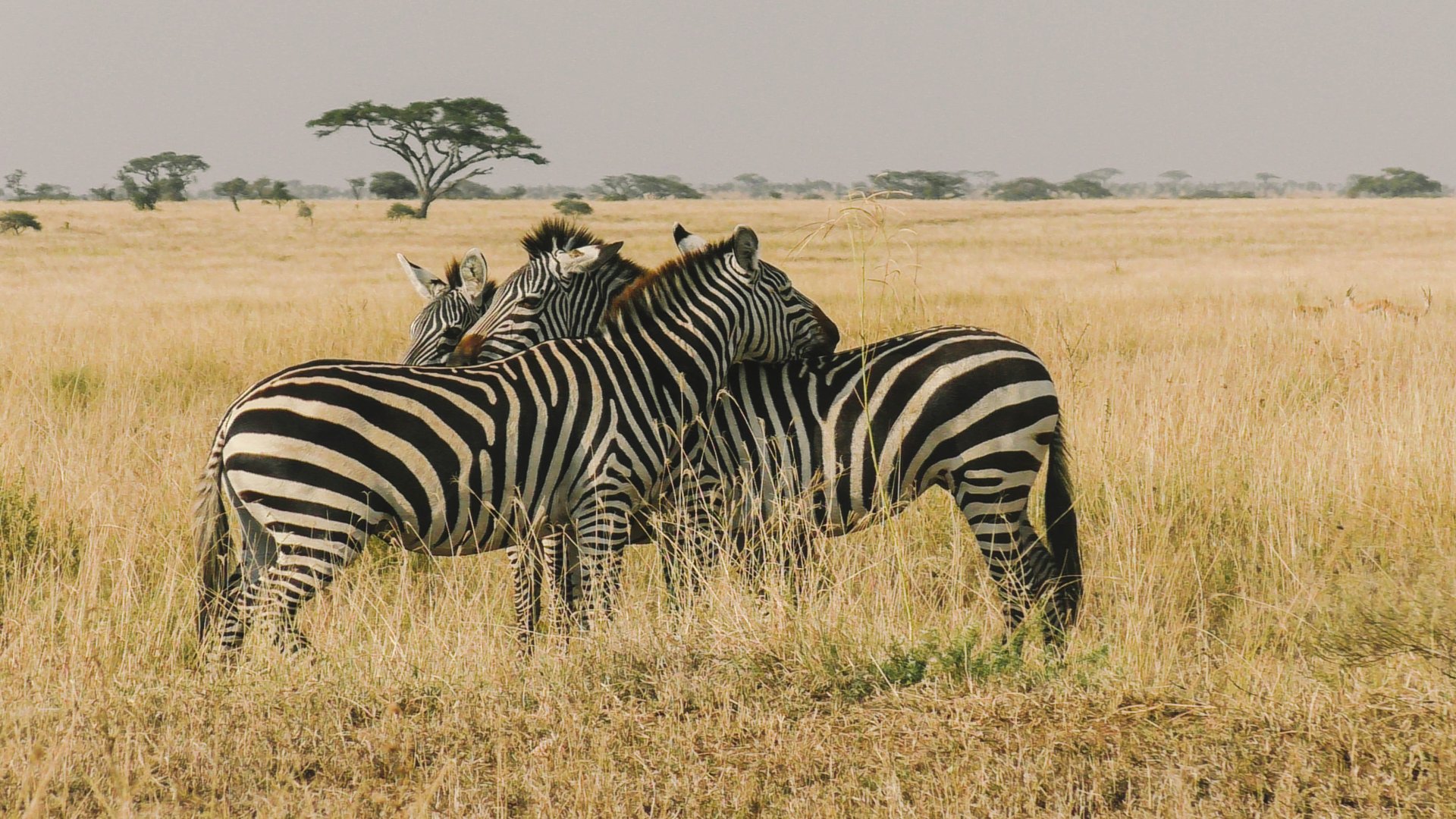 Perfect Kenya & Tanzania Wildlife Safari