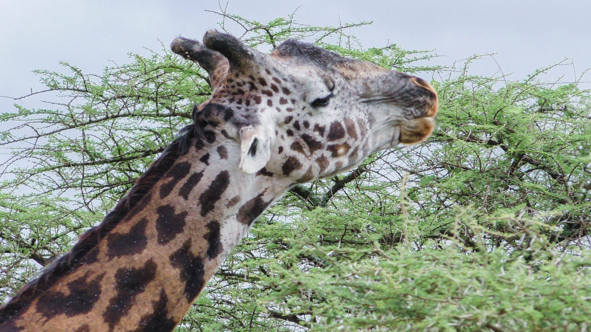 11 Day | Tanzania safari and Zanzibar beach holiday