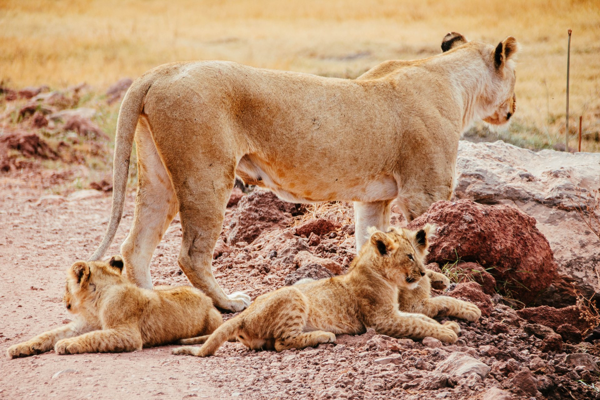 4 Days Serengeti & Ngorongoro Luxury Safari