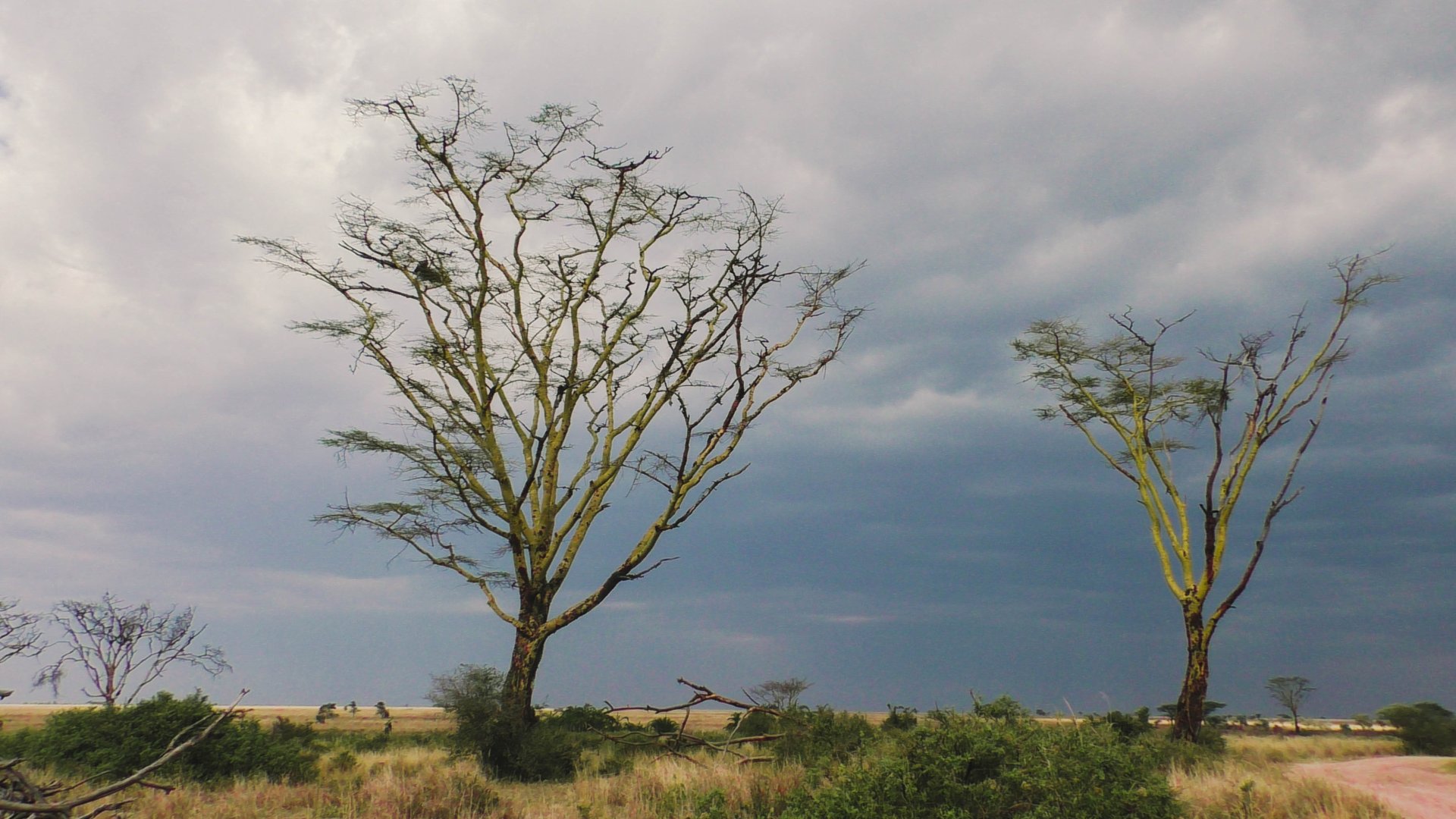 5 Days Tanzania Safari Package | Northern Circuit