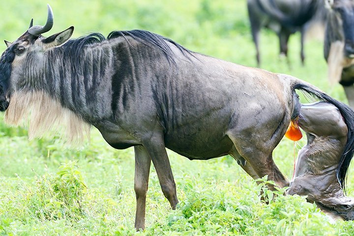9-Day Luxury Tanzania Ndutu Calving Season Safari