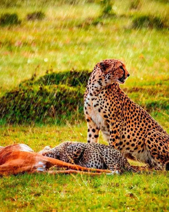 6-Day Low-Season Tanzania Safari