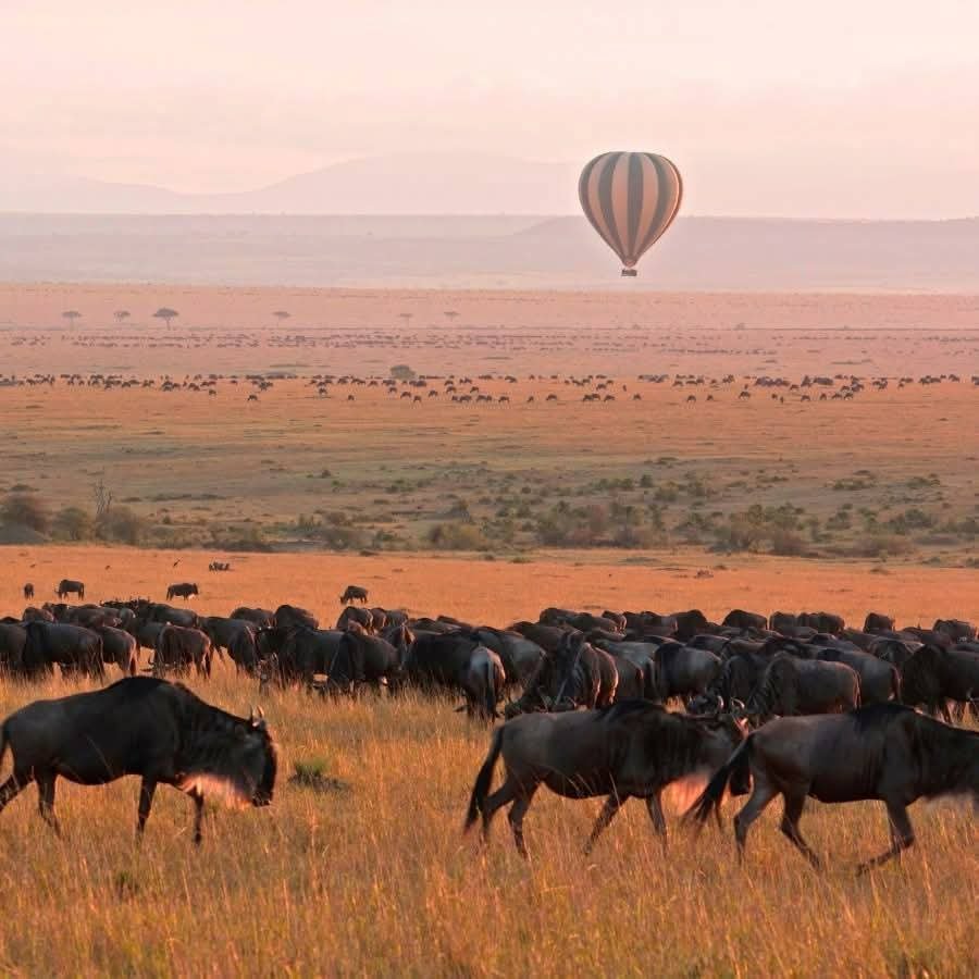 12-Day Kenya & Tanzania Safari | East Africa Tour