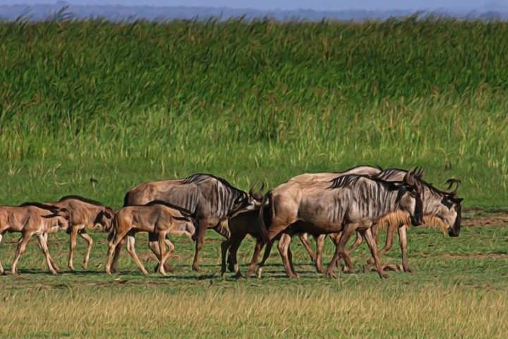 5-Day Ndutu Calving Season Safari