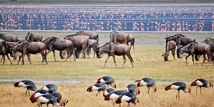 4-Day Tanzania Safari: Tarangire, Serengeti & Ngorongoro Crater