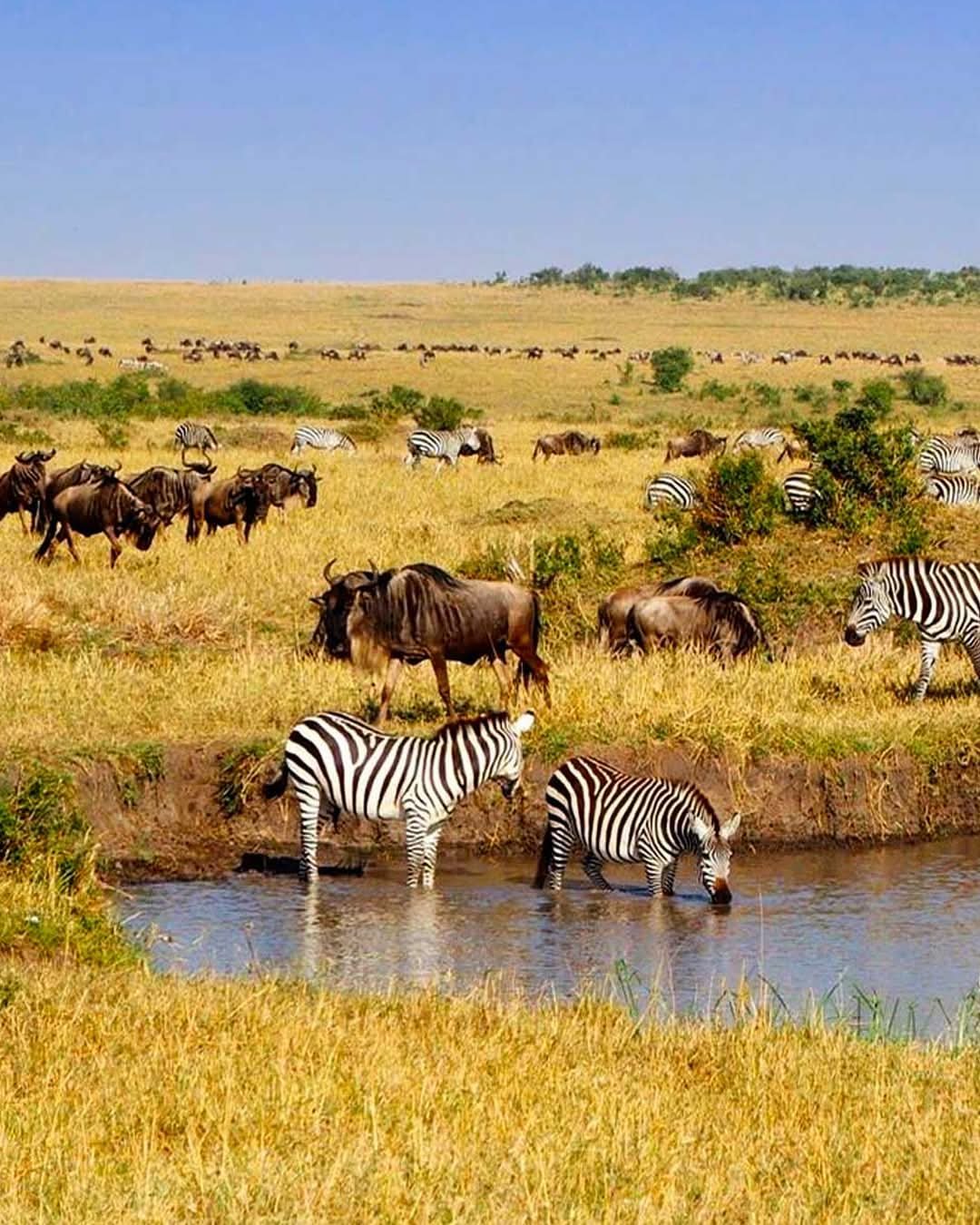 8 Day Great Migration Safari in Tanzania